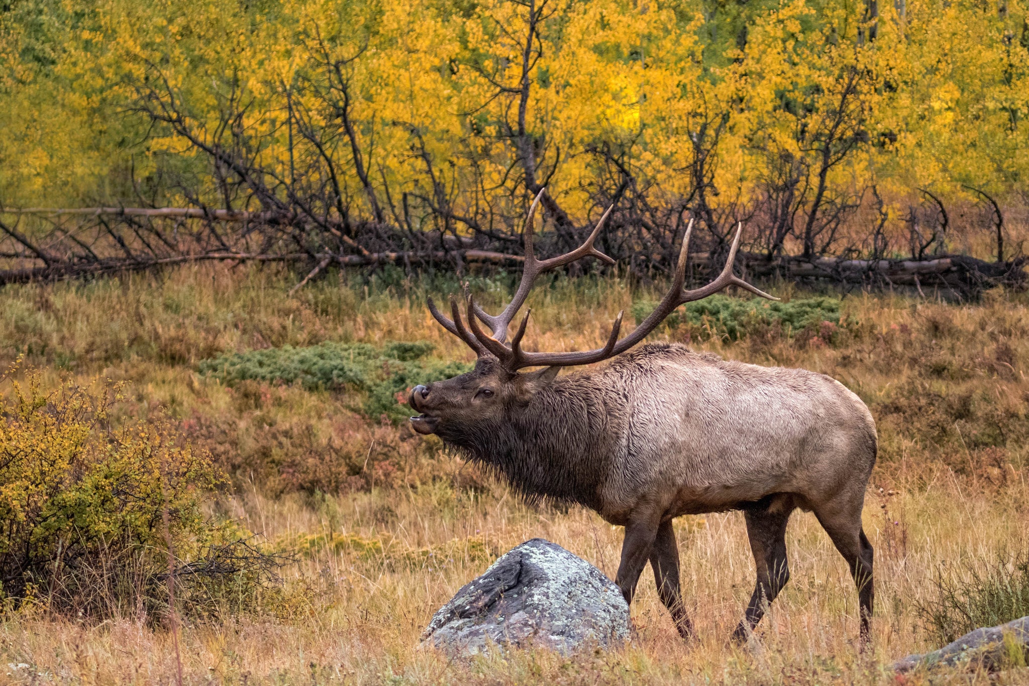 Bull elk bugling in a golden aspen meadow during the fall rut in Rocky Mountain National Park