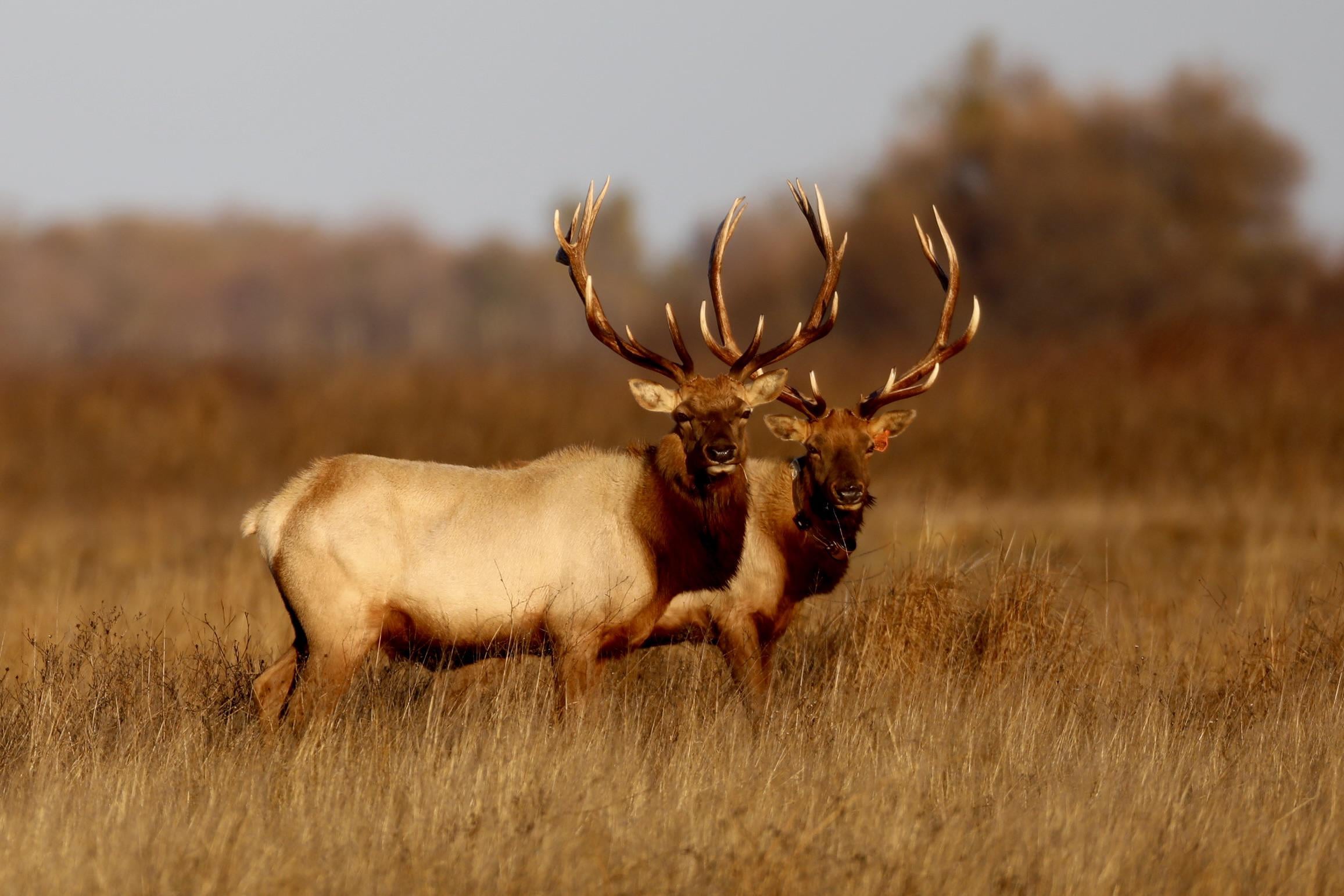 Bull elk during the rut in Rocky Mountain National Park
