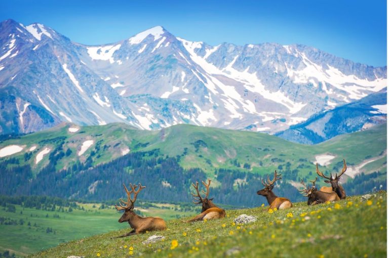 Timed Entry Tips for the Rocky Mountain National Park